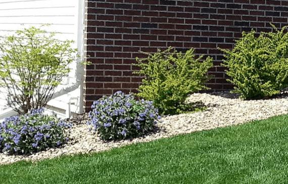 tree and shrub care services, home, simply green