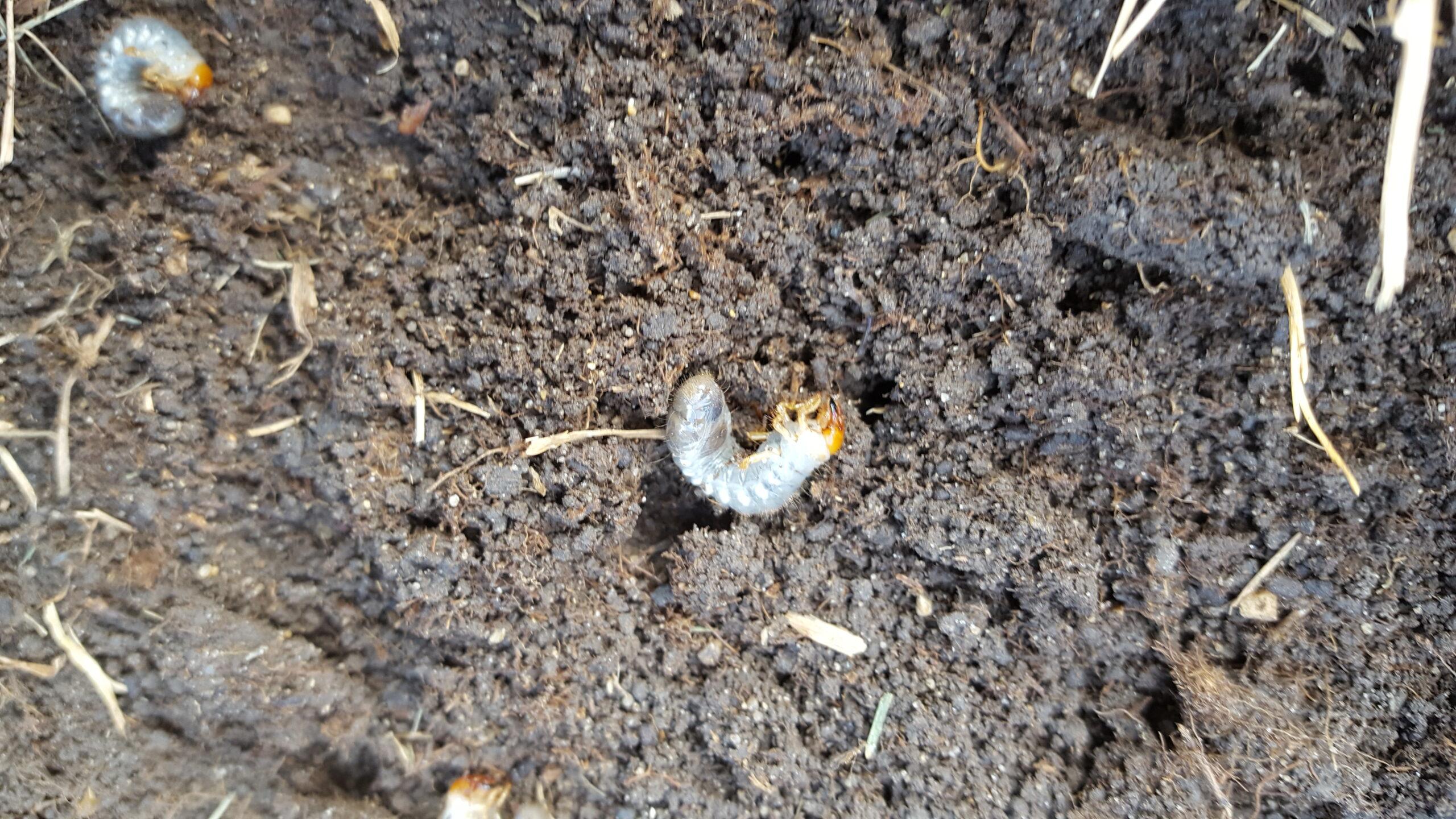 grub control, services, simply green